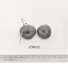 Click for 1 image(s) for this accession. FRUIT